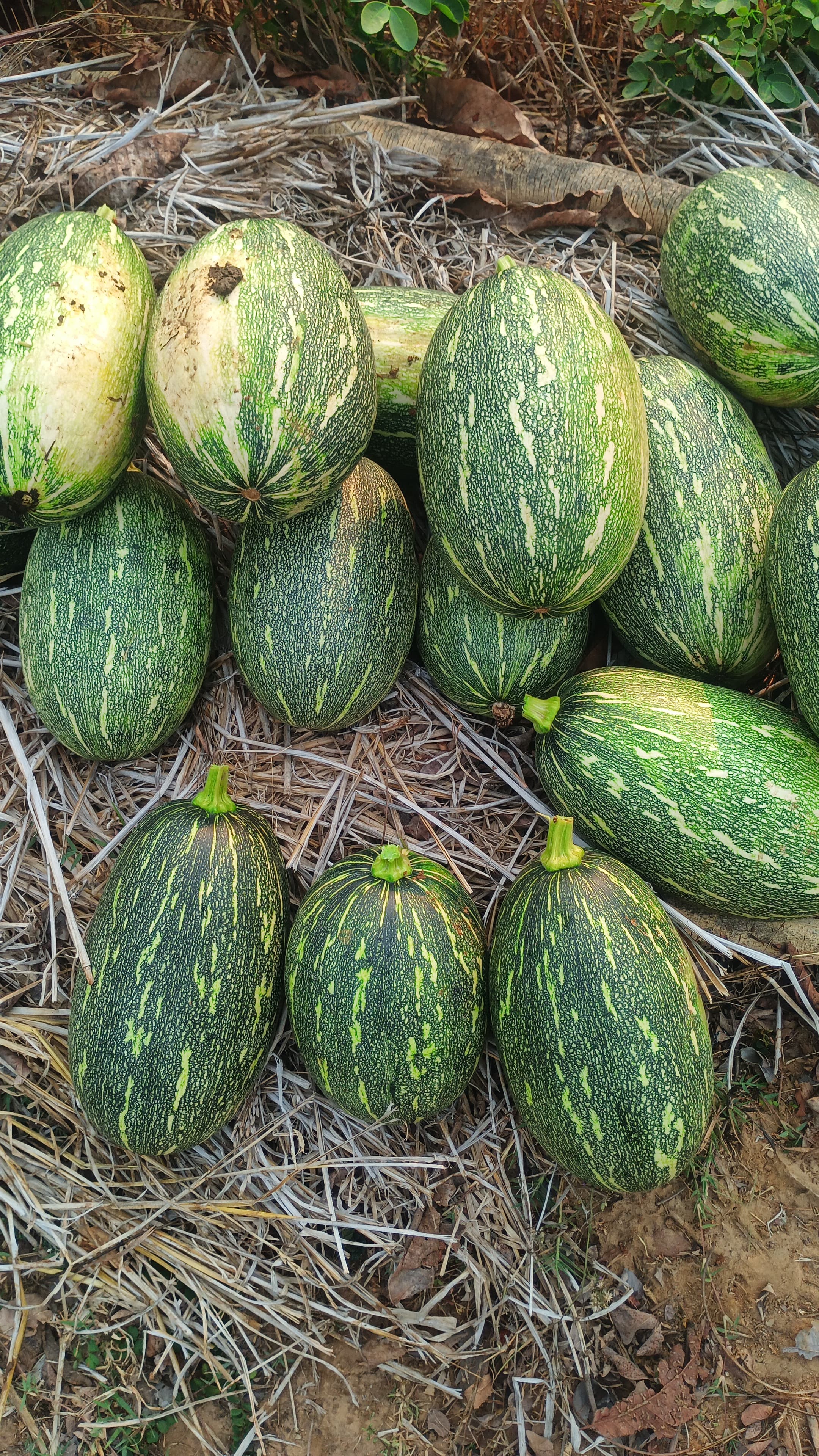 Pumpkin